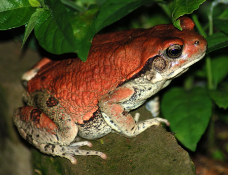 SCHISMADERMA CARENS TOAD VENOM